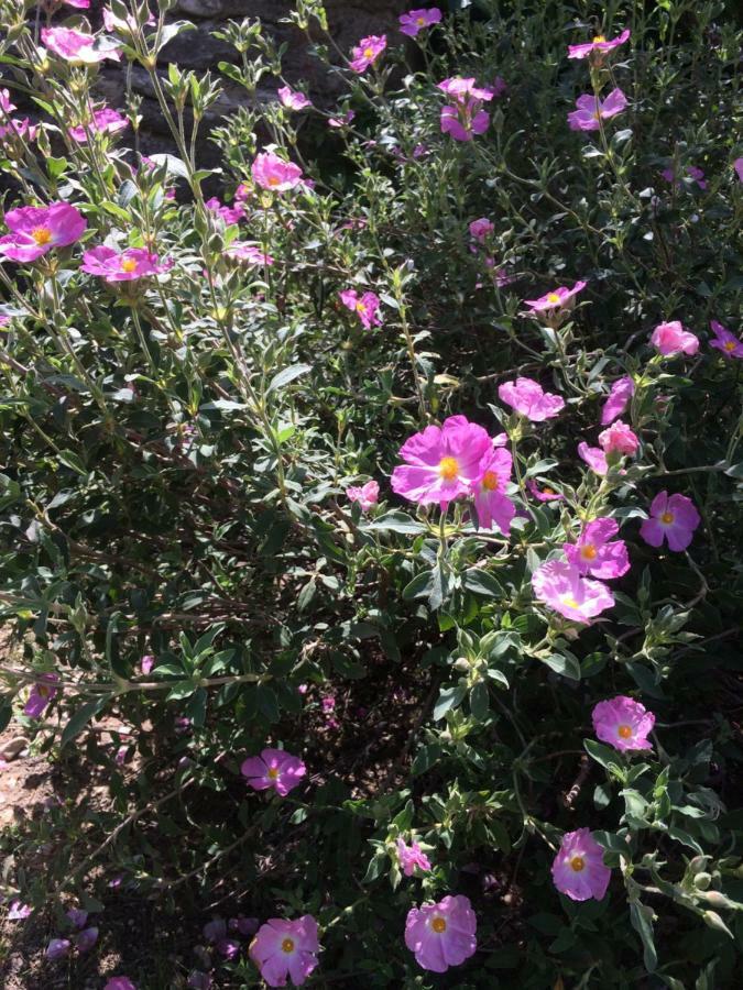 הוילה Saint-Pierre-de-Vassols Le Mazet Des Joncs En Provence מראה חיצוני תמונה